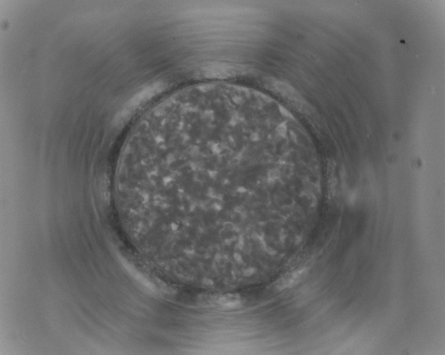 X0000076060683200610152203