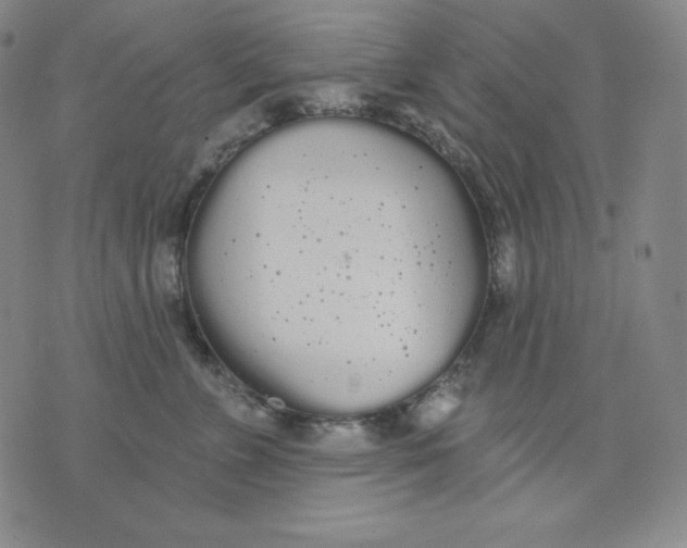 X0000076060715200610152202