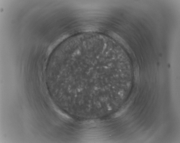 X0000076060721200610152201