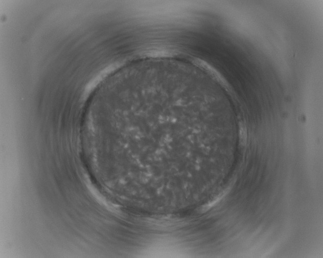 X0000076060725200610152202