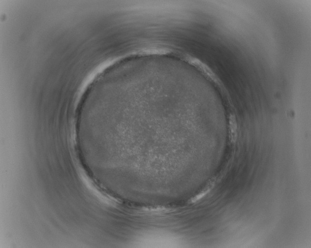 X0000076060726200610152202