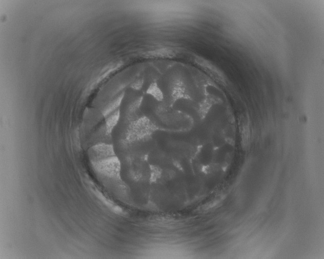 X0000076060729200610152202