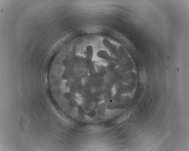 X0000076060733200610152202