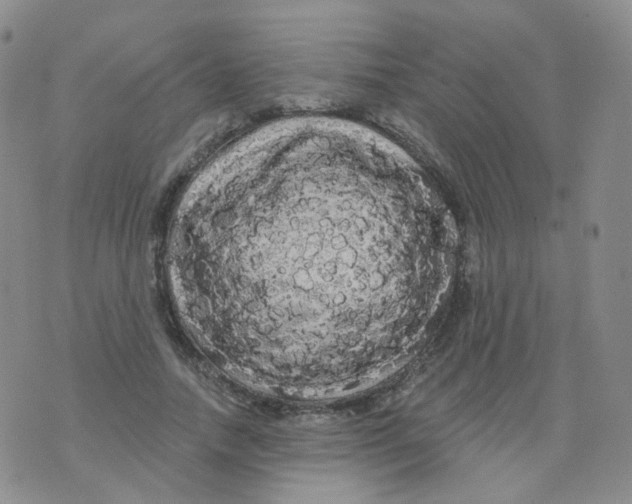 X0000076060738200610152202