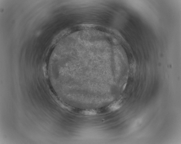 X0000076060765200610152202