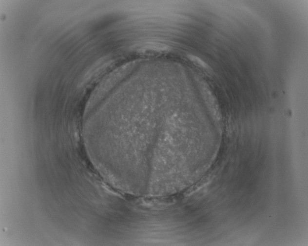 X0000076060774200610152201