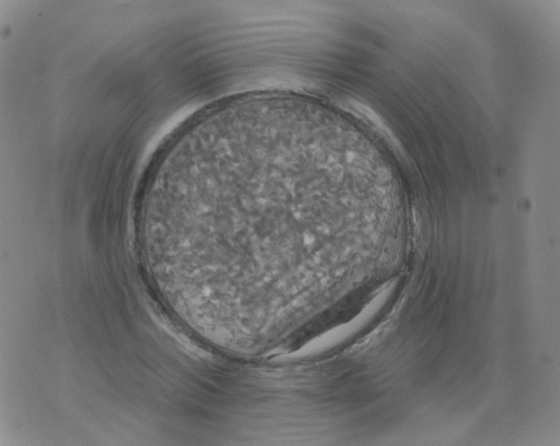 X0000076060780200610152201