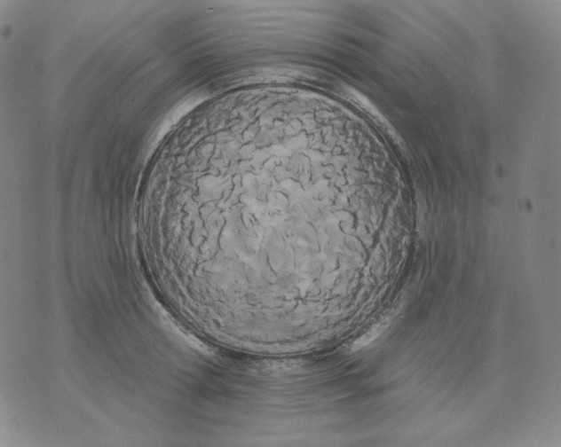 X0000076060802200610152201