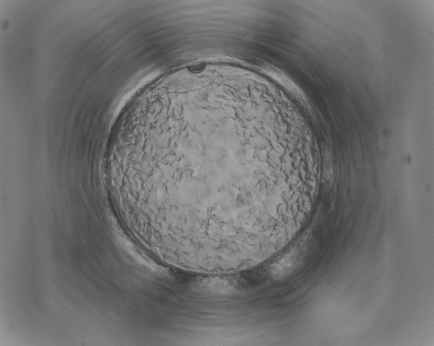 X0000076060806200610152201