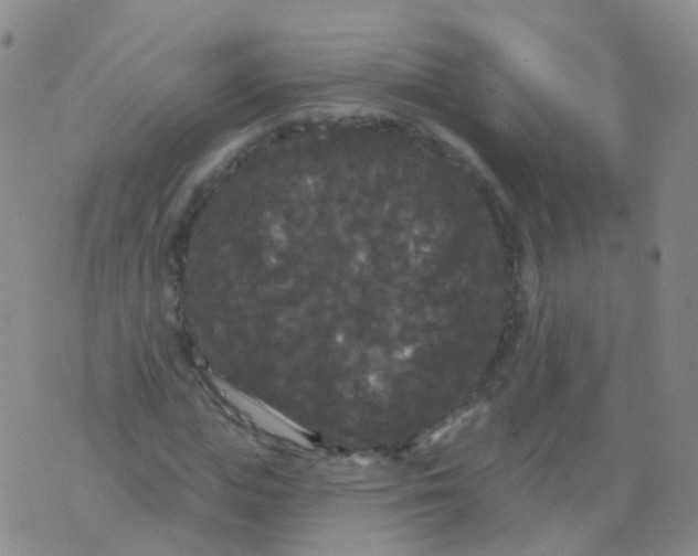 X0000076060823200610152200