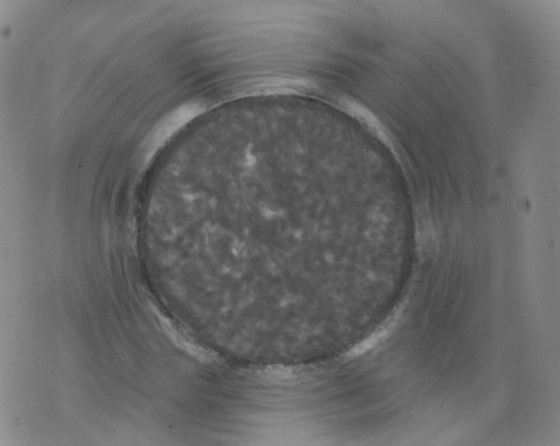 X0000076060827200610152200