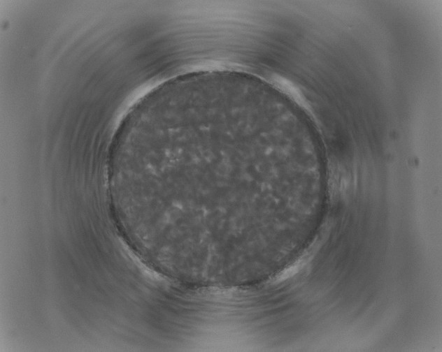 X0000076060831200610152200