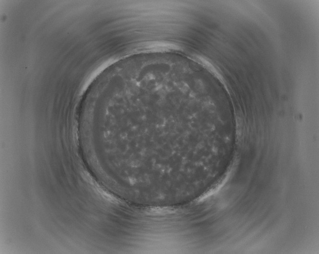 X0000076060835200610152200