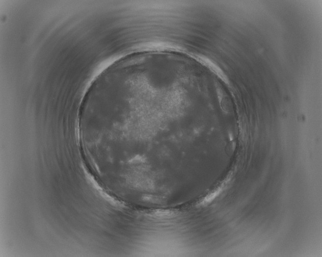 X0000076060839200610152200