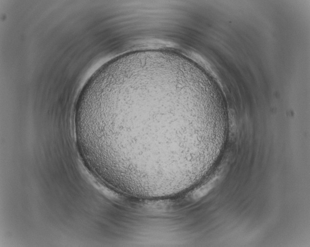 X0000076060843200610152200