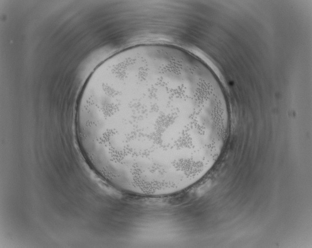 X0000076060861200610152201