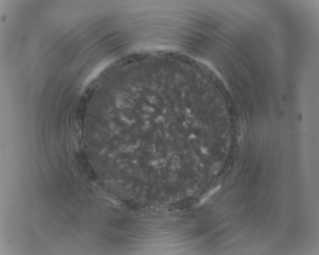 X0000076060871200610152200