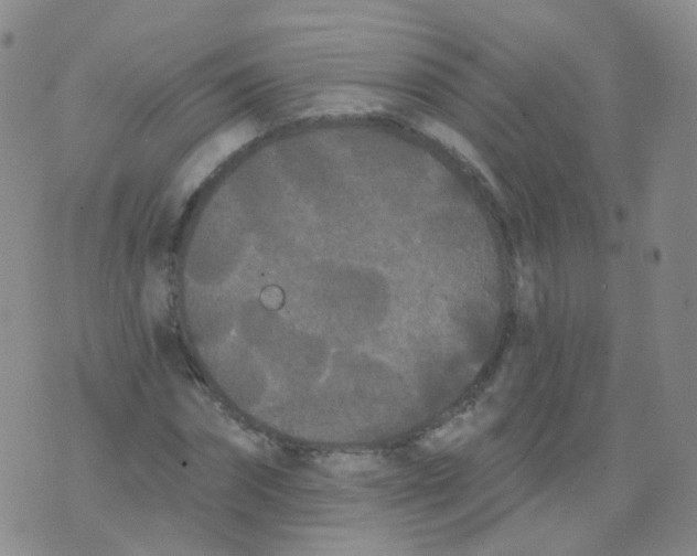 X0000076060874200610152200