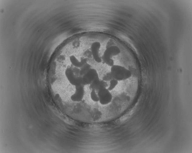 X0000076060875200610152200