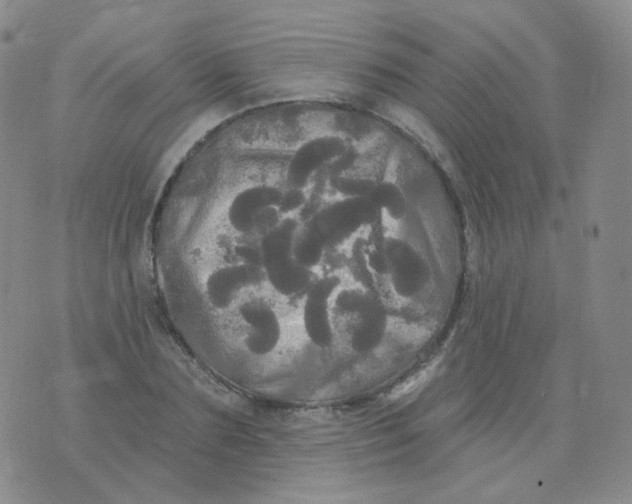 X0000076060883200610152200