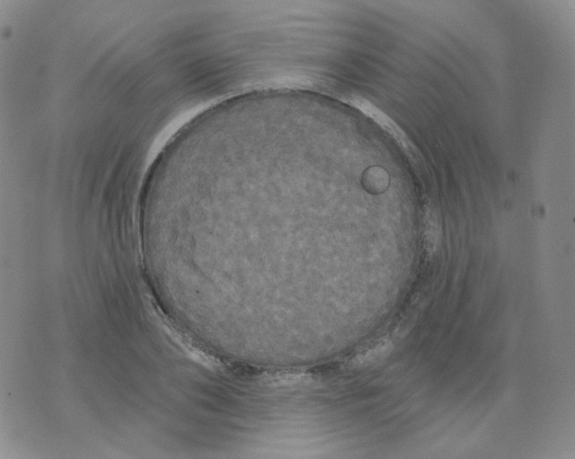 X0000076060886200610152200