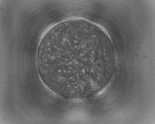 X0000076060911200610152159