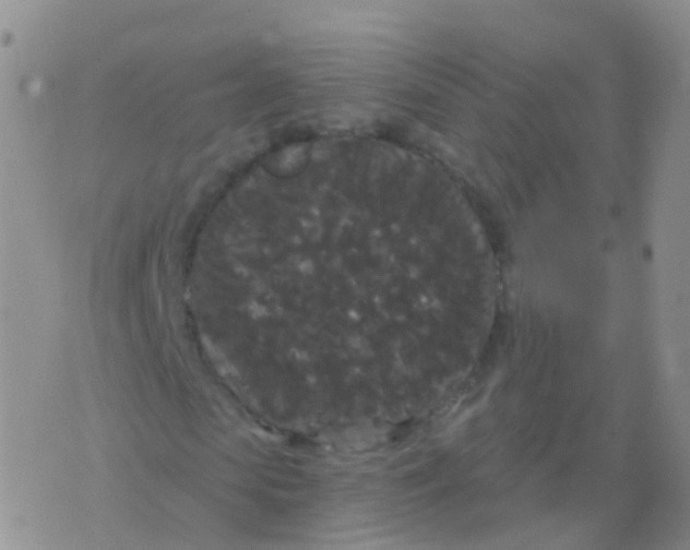 X0000076060913200610152158