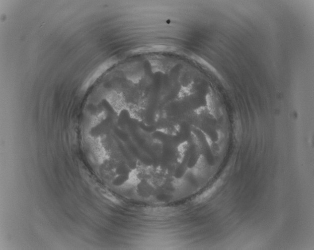 X0000076060921200610152158