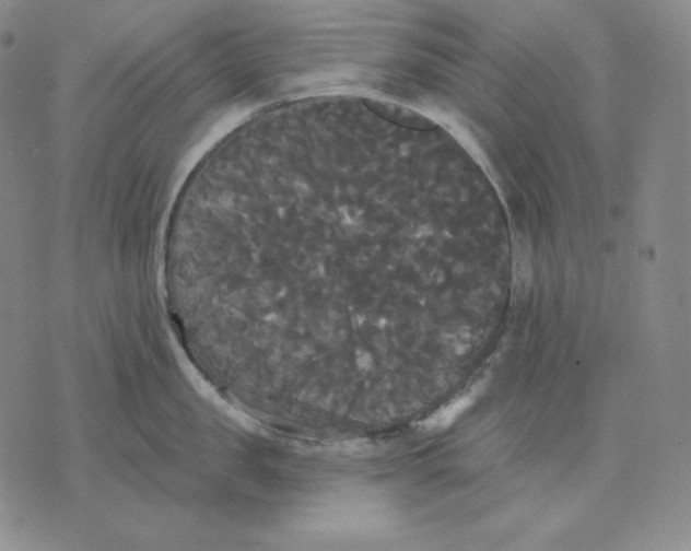 X0000076060957200610152159