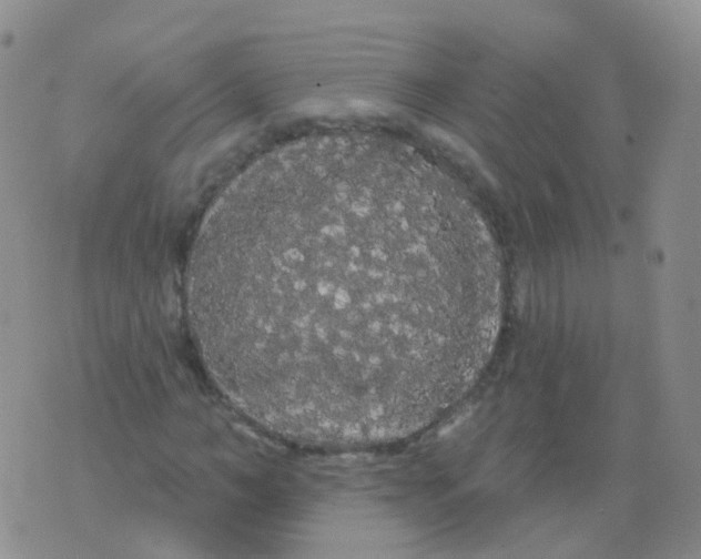 X0000076060966200610152158