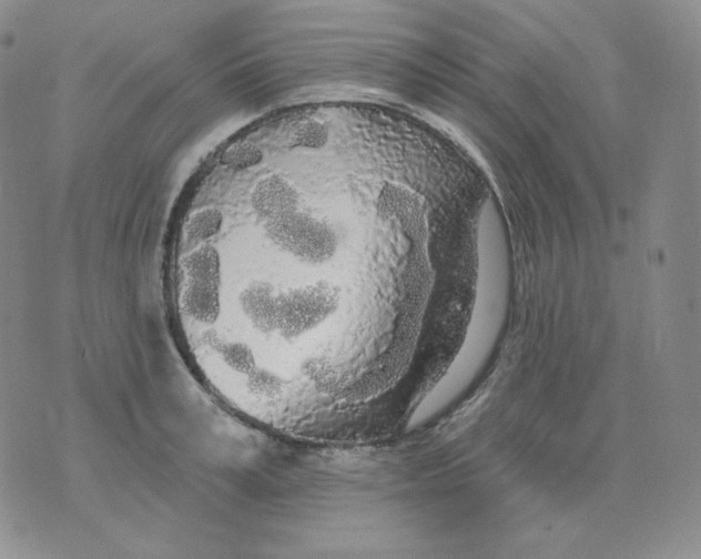 X0000076060995200610152158