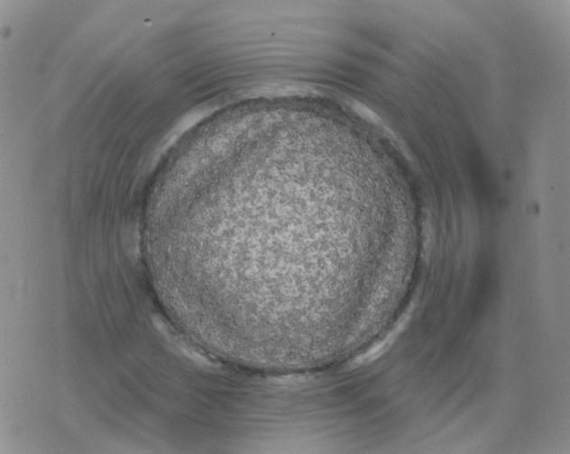 X0000076061017200610152157