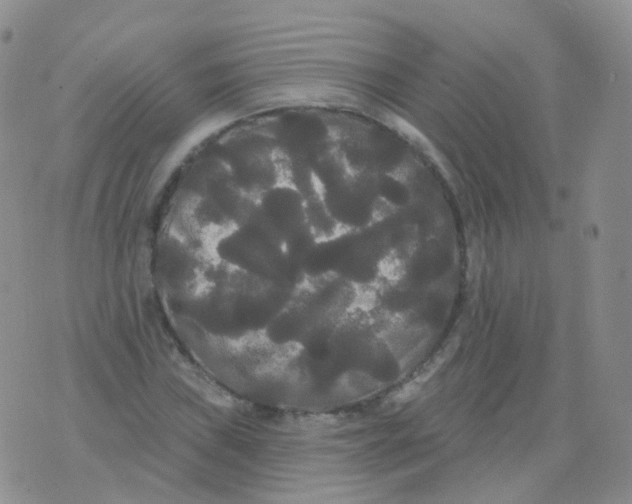 X0000076061019200610152157