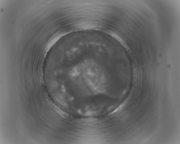 X0000076061023200610152157