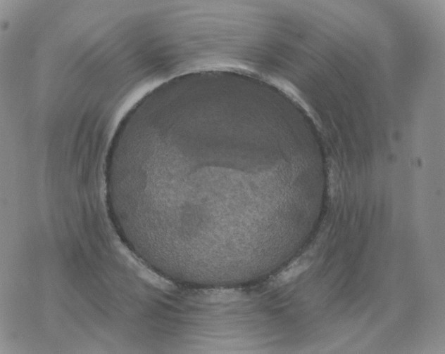 X0000076061024200610152157