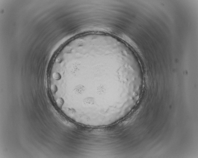 X0000076061028200610152157