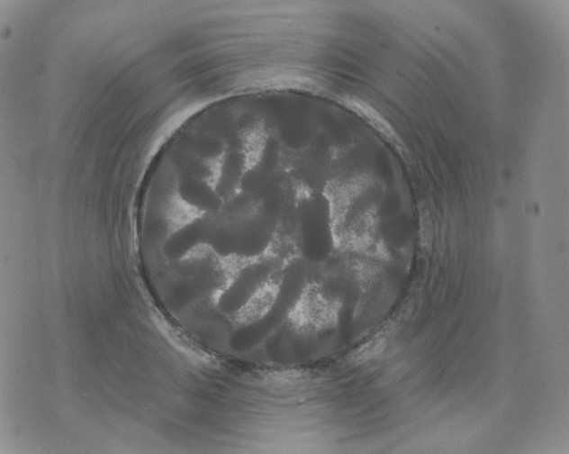 X0000076061031200610152157