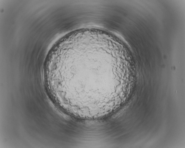 X0000076061032200610152157