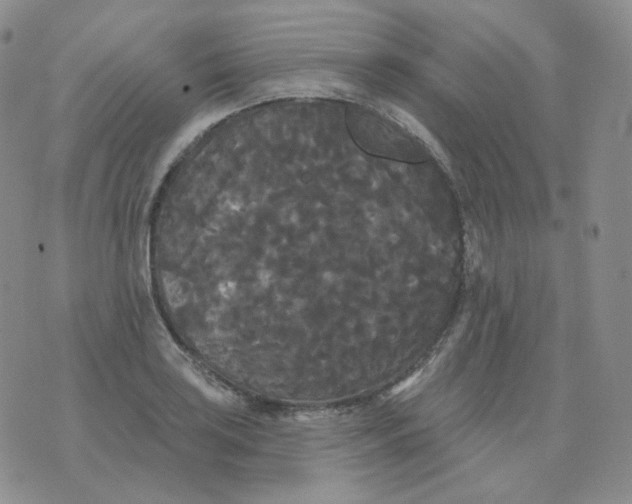 X0000076061035200610152157