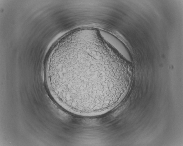 X0000076061036200610152157