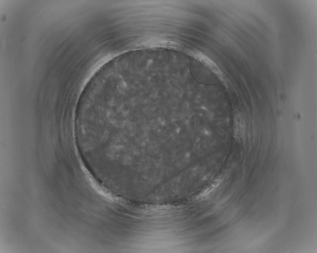 X0000076061039200610152157