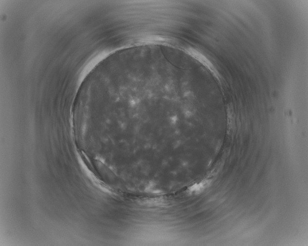 X0000076061047200610152157