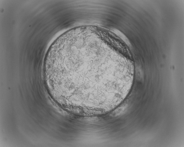 X0000076061052200610152157