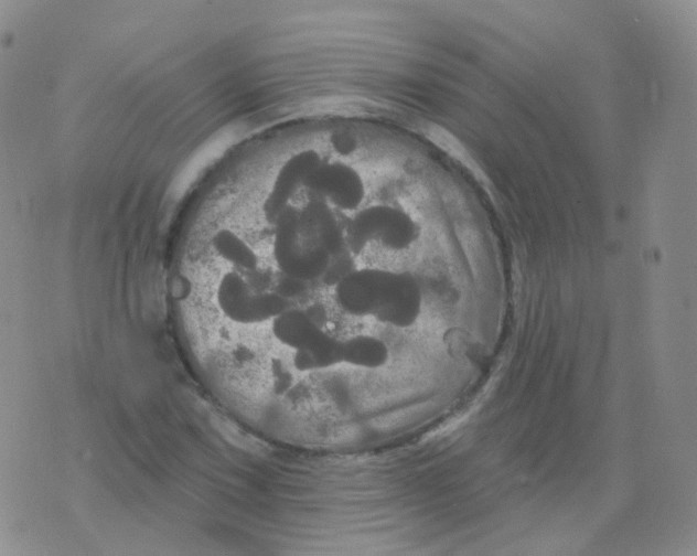 X0000076061067200610152157