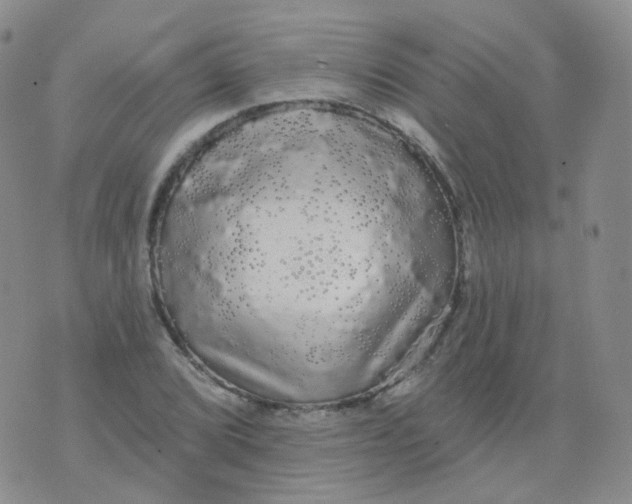 X0000076061072200610152157