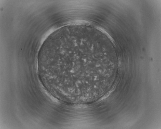 X0000076061083200610152156