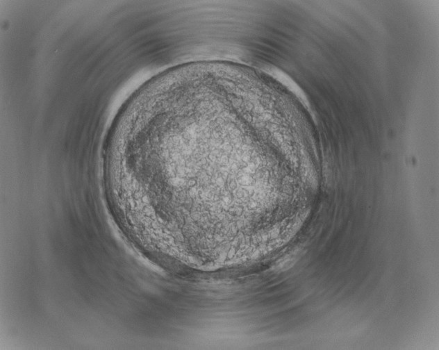 X0000076061096200610152156