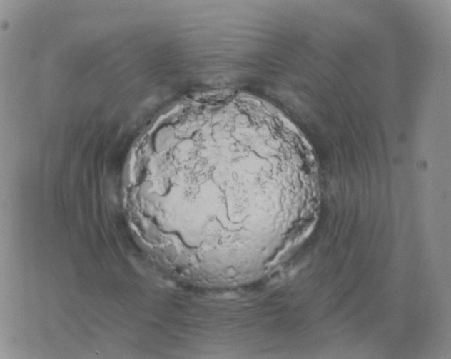 X0000076061106200610152155