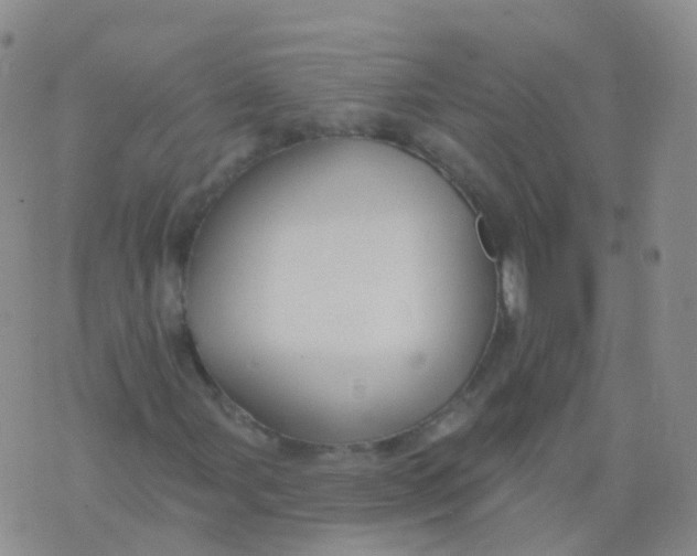 X0000076061107200610152155