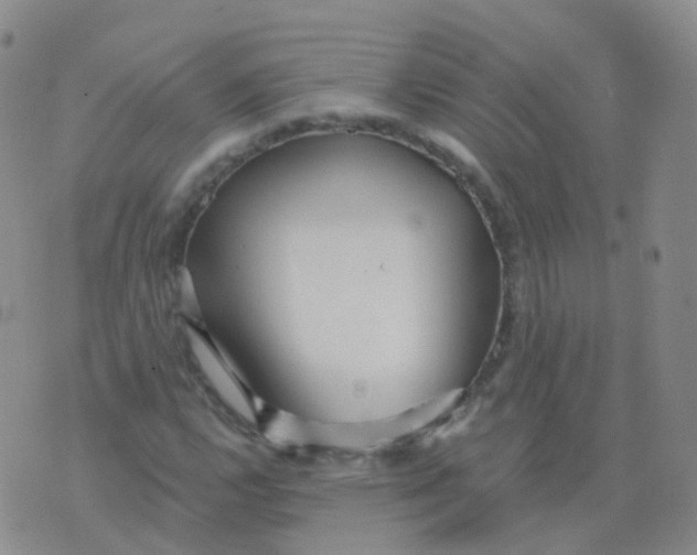 X0000076061112200610152155